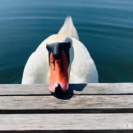Bateau-hôtel Hausboot Hafenkoenig