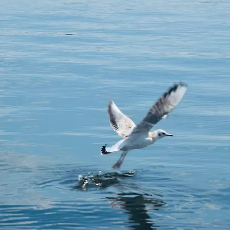 Bateau-hôtel Hausboot Hafenkoenig