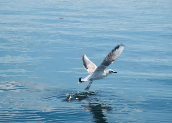 Botel Hausboot Hafenkoenig